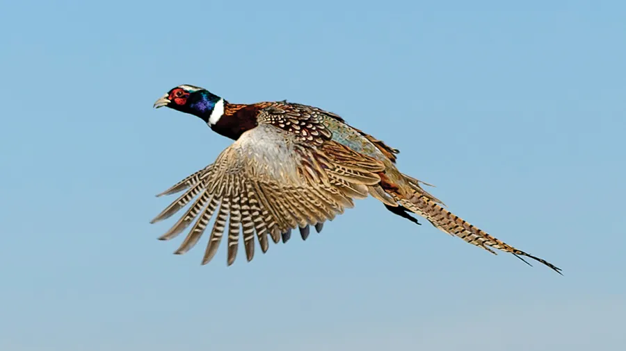 A ring-necked pheasant in flight