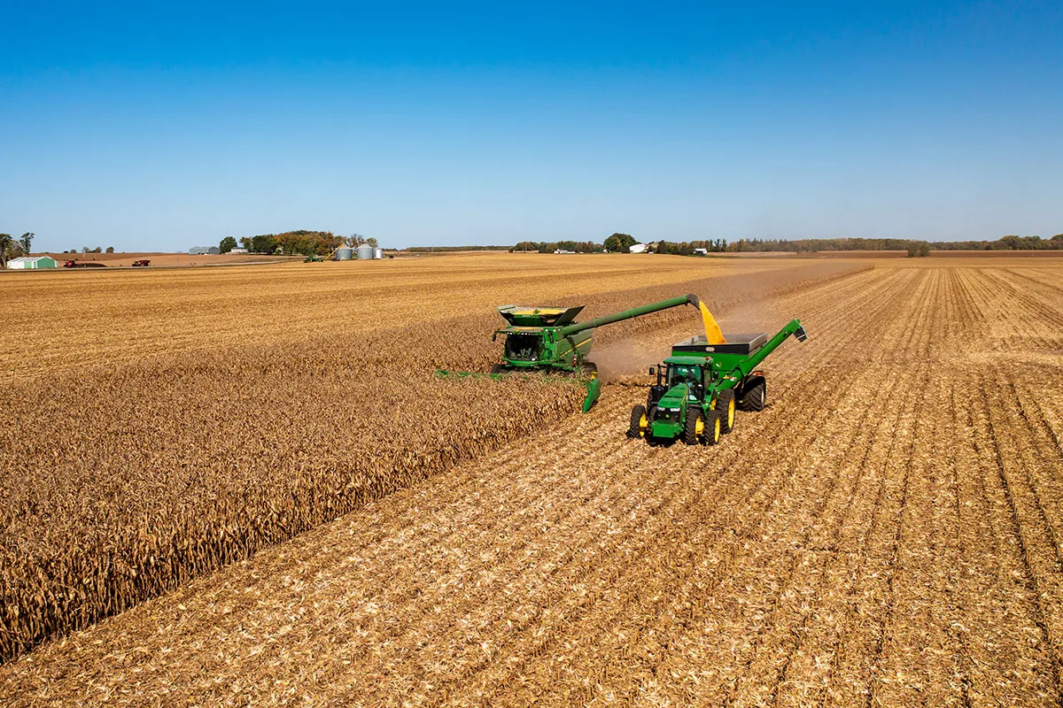 Two green combines harvesting corn