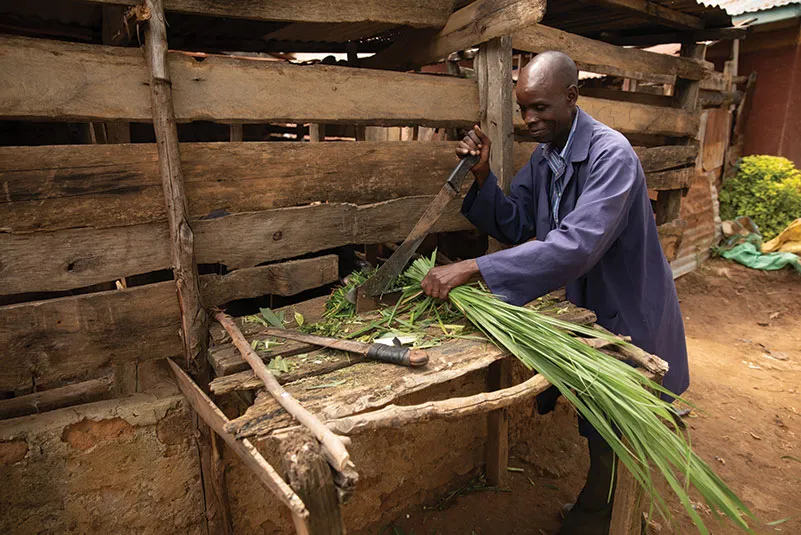 A man cutting corn leaves