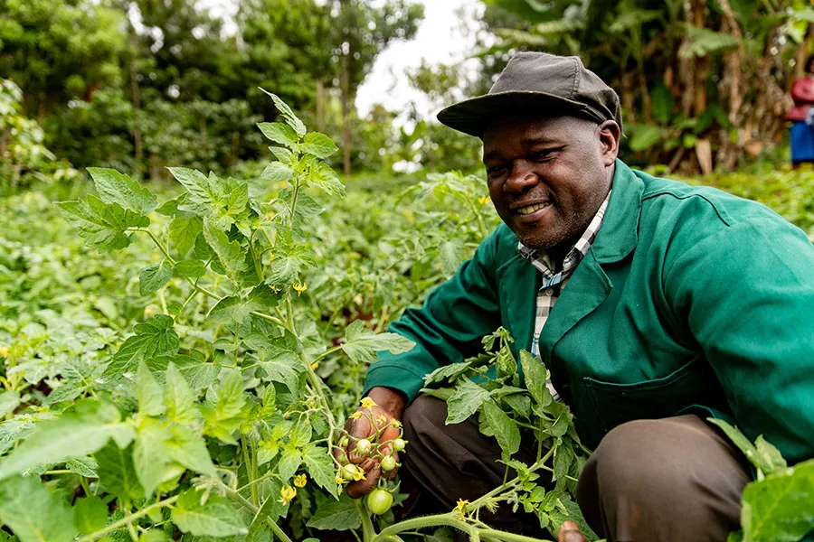 Farmer picking tomatoes in a green field