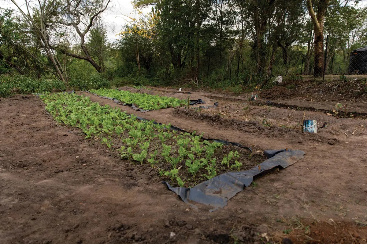Irene’s vegetable pits lined with plastic to conserve water