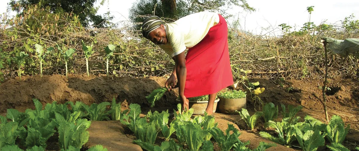 A woman picking lettuce 
