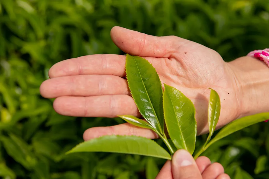 Leaves on a hand