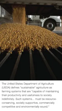 Corn kernels flowing onto a grain conveyor