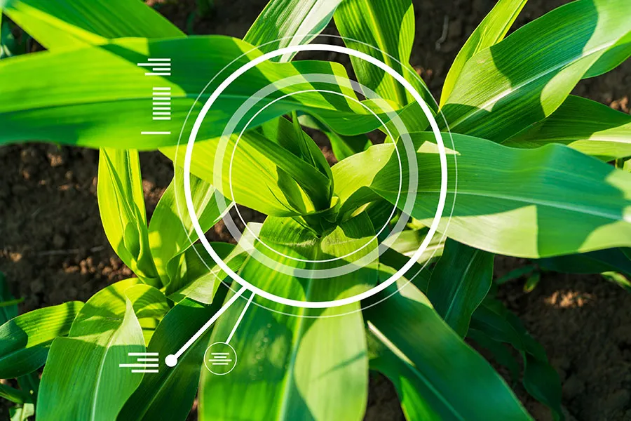 Green corn plant with circular overlay