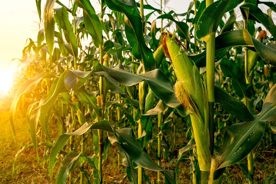 Corn field at sunset with ears on stalks