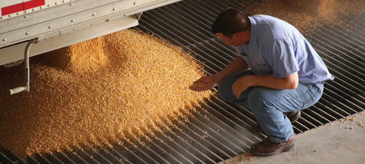 Man crouches beside grain flowing from conveyor