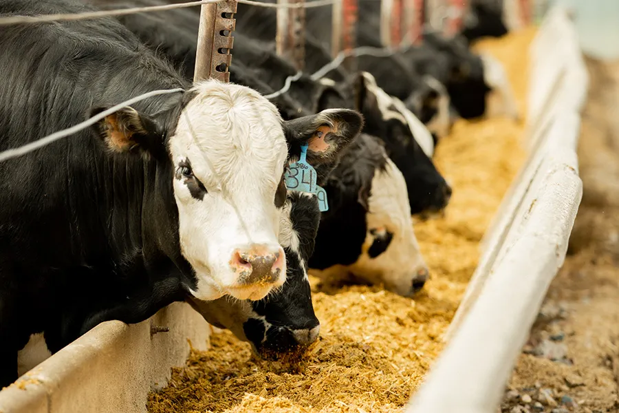 White-faced cow eating at feed trough