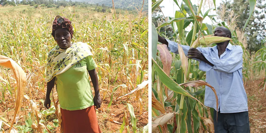 A woman and a man in a corn field