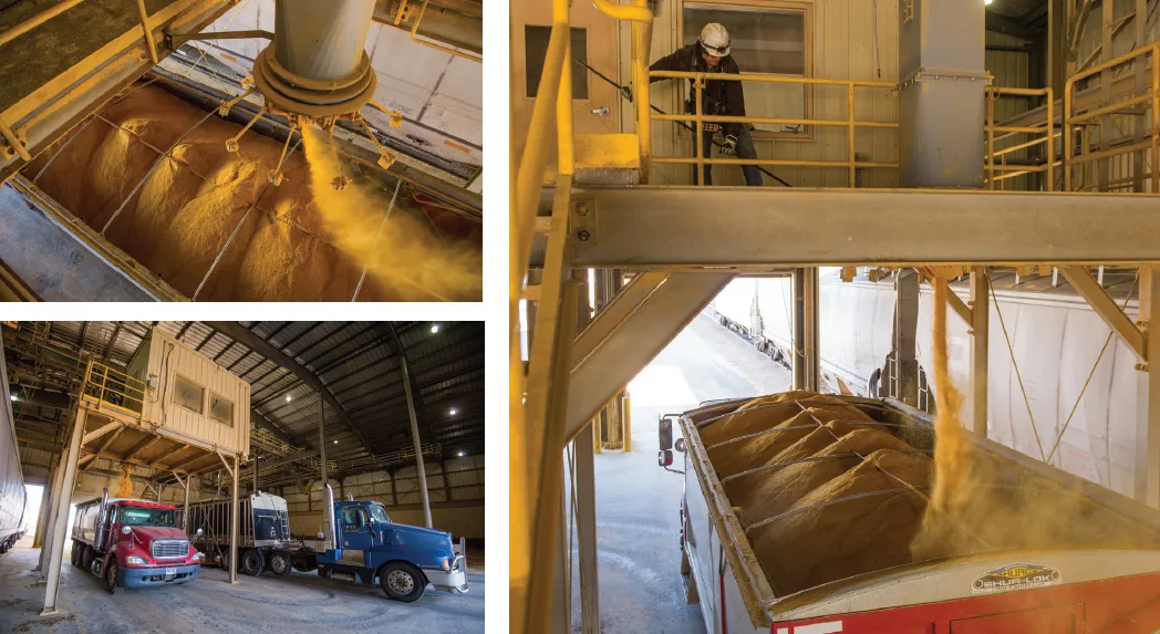 Bulk material being unloaded into trucks