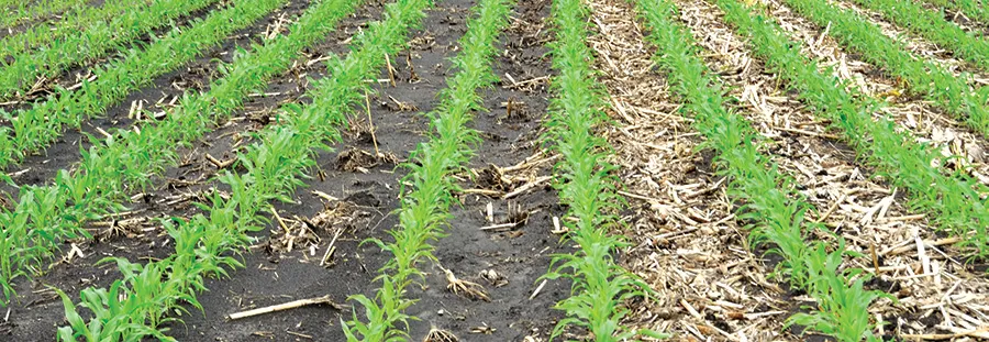 Black horizontal/conventional tillage versus environmental/strip tillage
