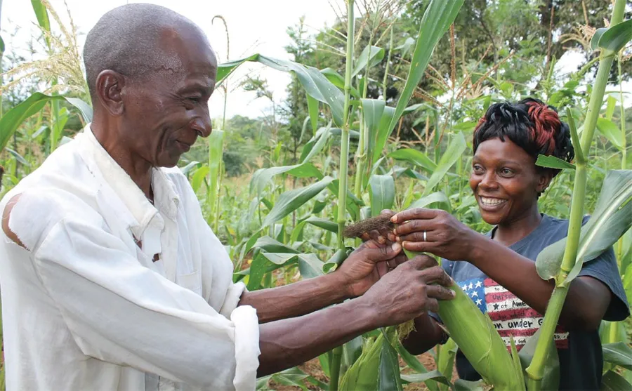 Two smiling farmers harvest corn together