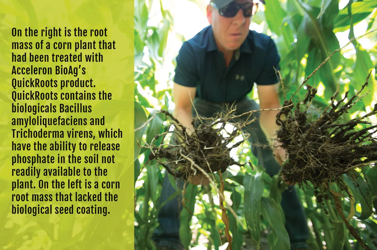 Farmer shows corn root mass after treatment