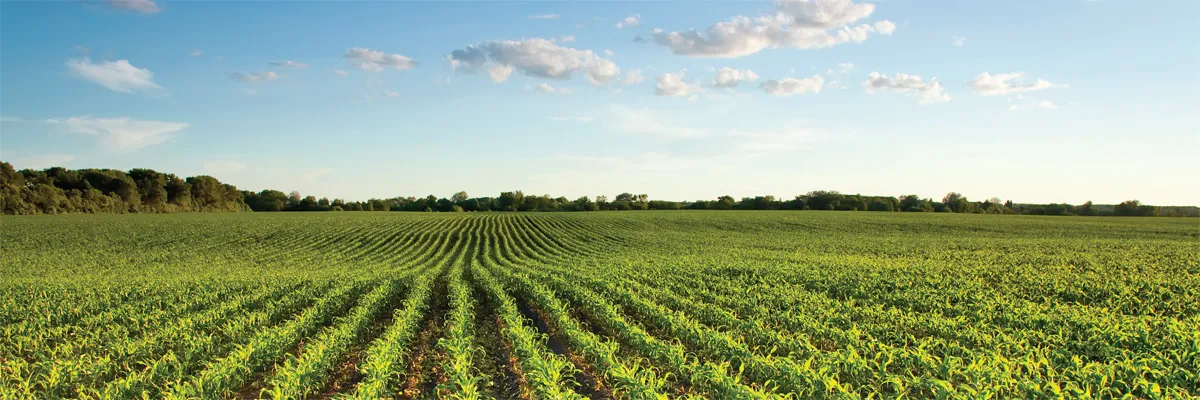 Rows of crops in a vast field under blue sky