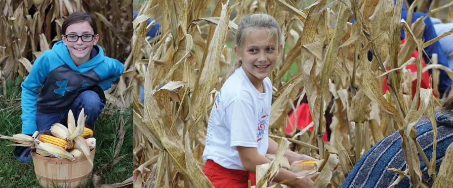 Two children harvest corn in a field
