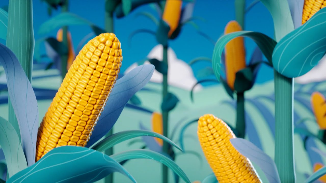 Yellow corn ears amid blue-green leaves