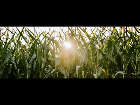 Sunlit cornfield with tall stalks