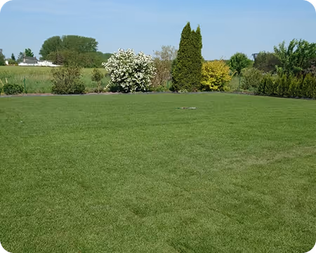 Großflächiger, grüner Rasen vor einem Hintergrund aus Sträuchern und Bäumen unter klarem Himmel.
