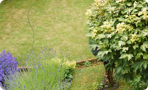 Garten mit grünem Gras, Lavendelpflanzen unten links und einem großen Baum mit gelb-grünen Blättern rechts.