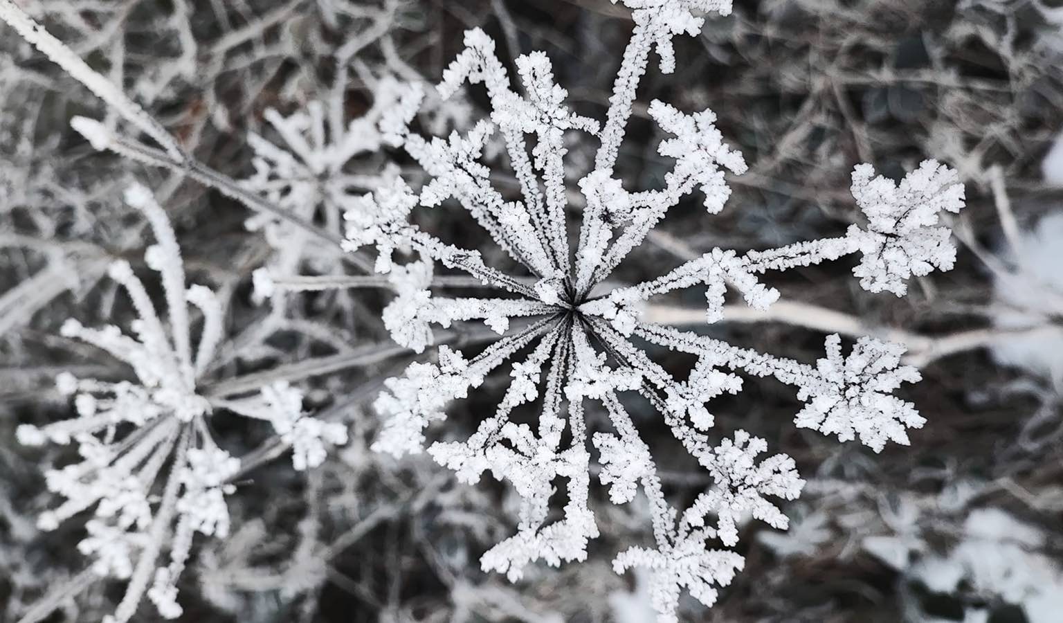 Close-up black and white photograph of frost-covered seed heads, ice crystals spreading outward like stars.