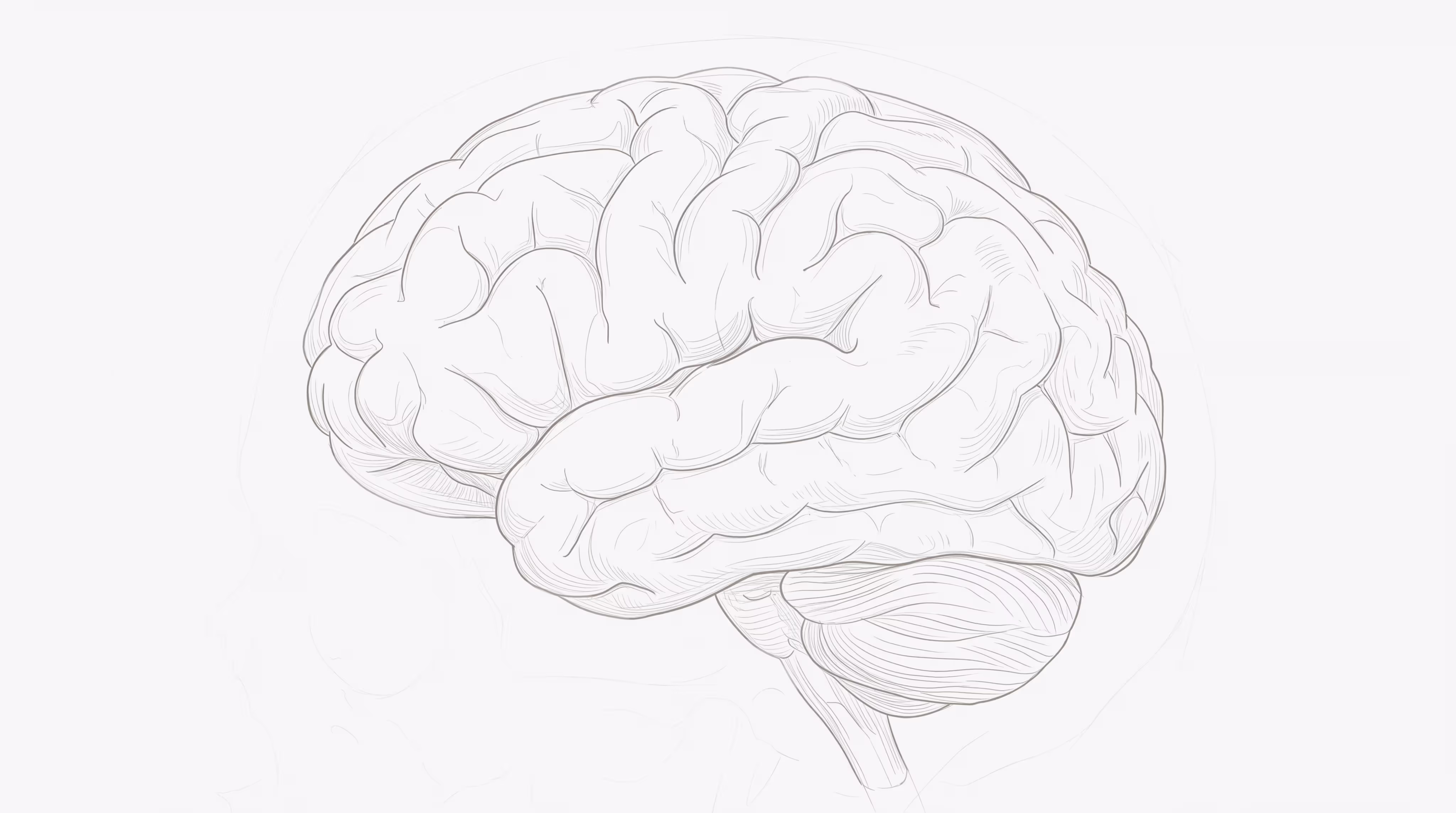 Uncolored drawing of the human brain