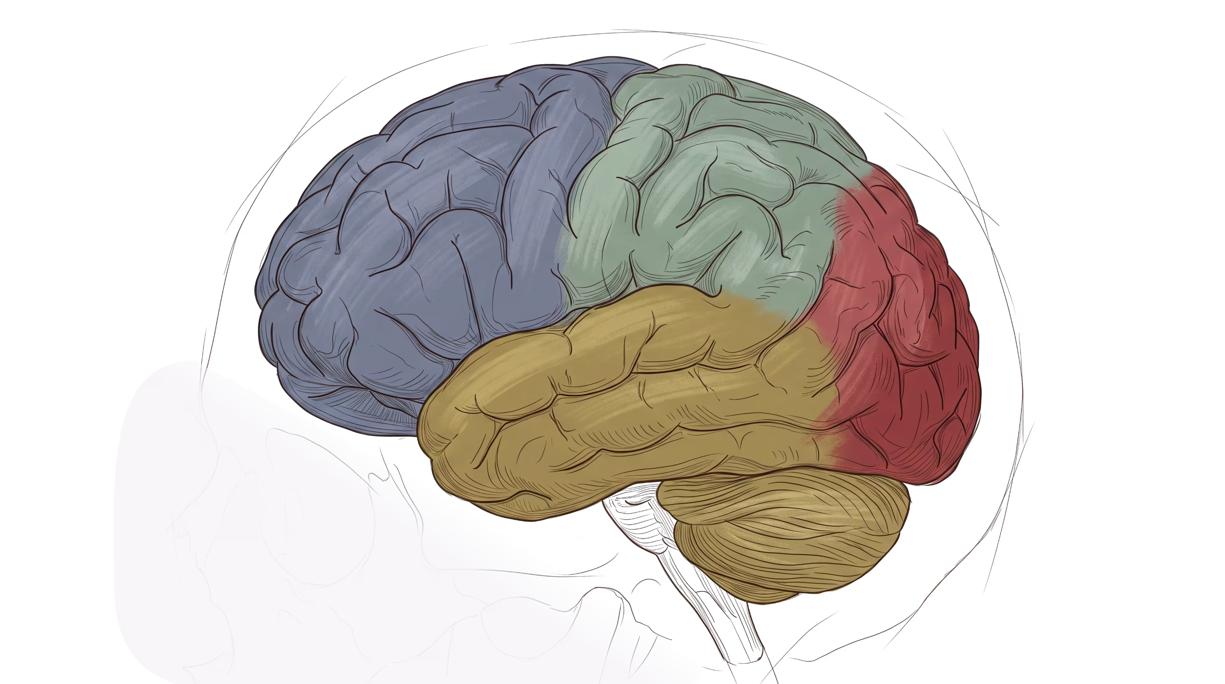 Colored drawing of the human brain, separated into zones