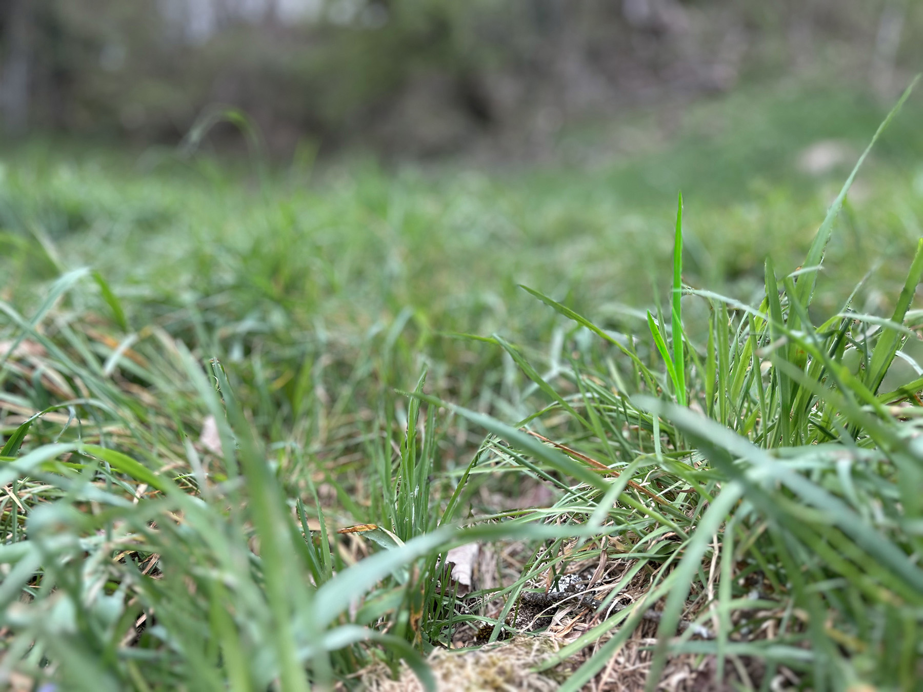 Nahaufnahme frisches Gras am Boden, Ballenberg Natur, Inspiration Icon Qualität