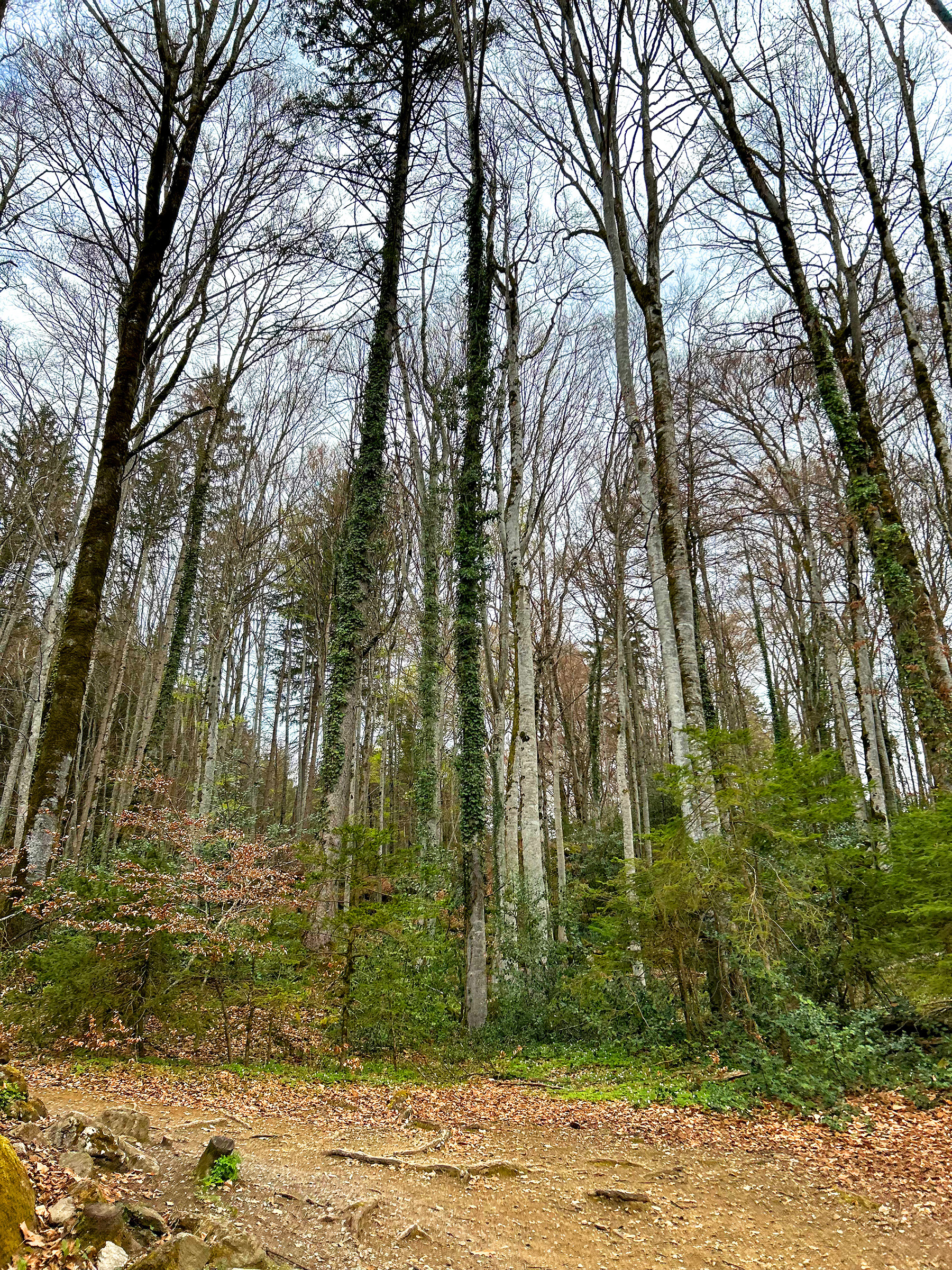 Herbstlicher Waldweg mit hohen Bäumen am Ballenberg, naturnahe Umgebung