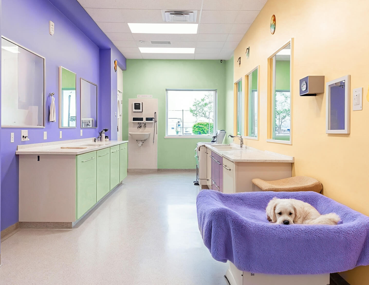 San Francisco CA Pawcare Webflow Template | Brix Templates