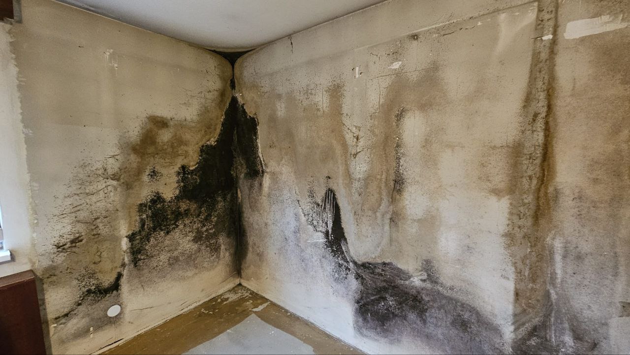 Zimmer mit starkem Schimmelbefall