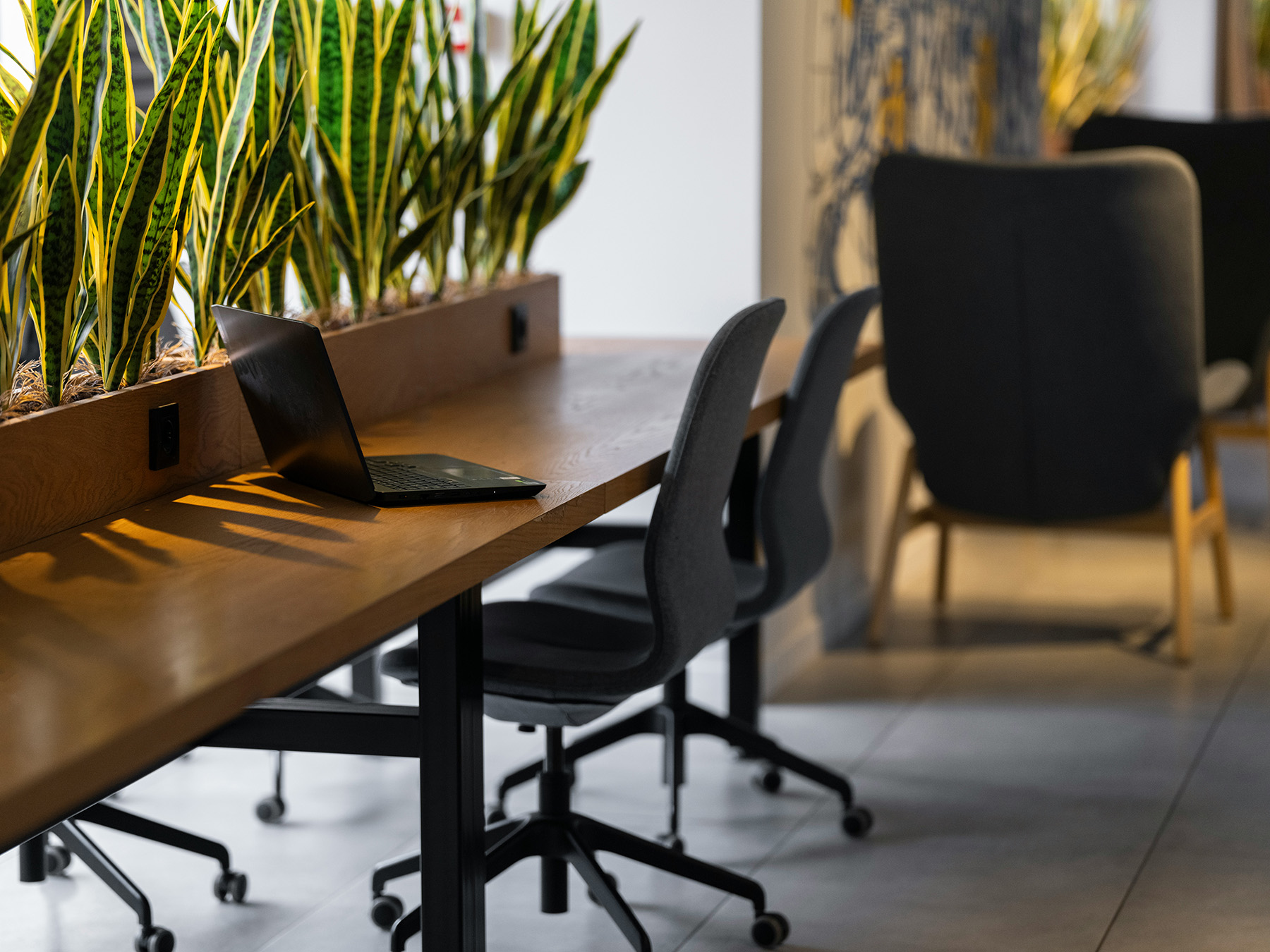 Modern workspace with a laptop on a wooden desk, surrounded by office chairs and tall green plants.