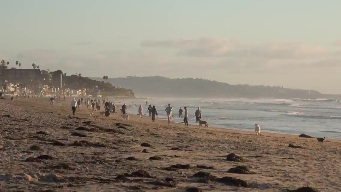 Dogs and people on the Del Mar dog beach at sunset