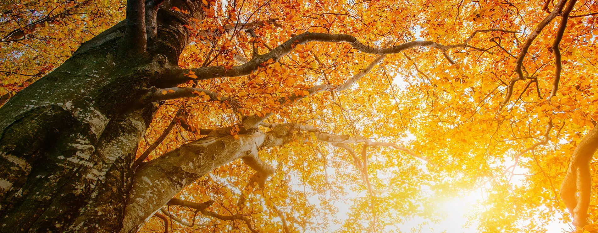 View looking up at large tree trunks with branches full of golden autumn leaves illuminated by sunlight.