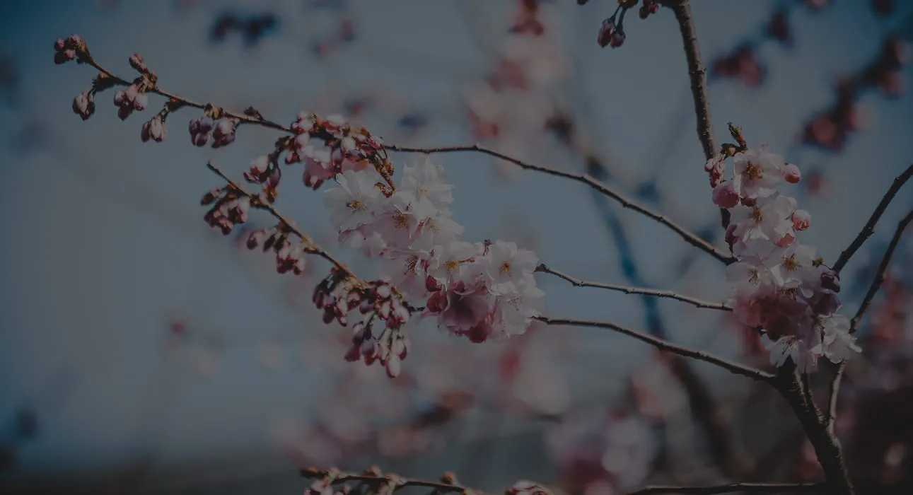 Branches of a tree with pink and white cherry blossoms against a blue sky background.