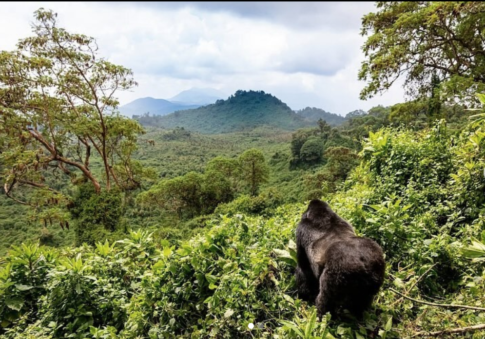 Uganda Safari — 2026 Guide for First Time Visitors