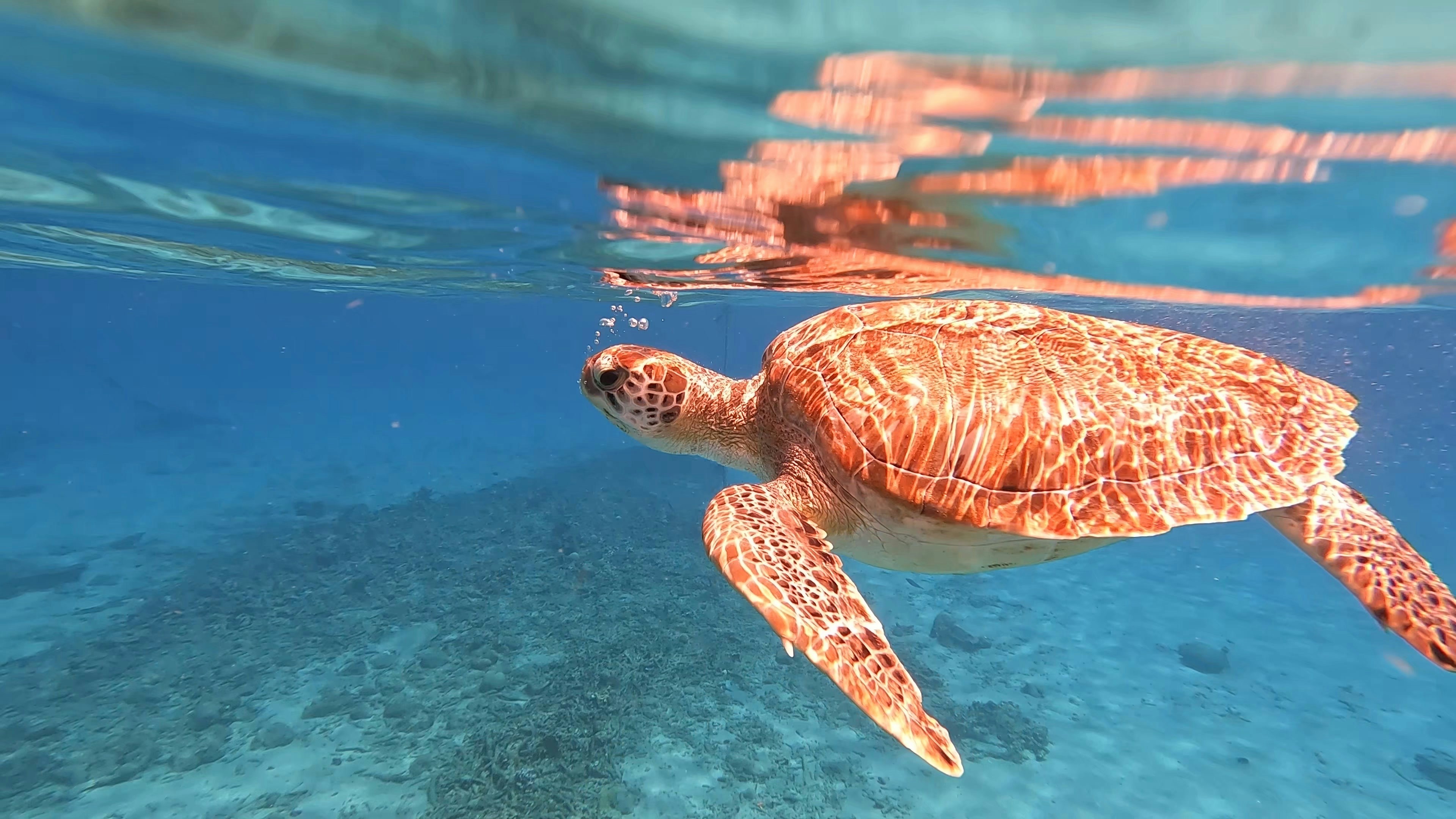 A Turtle swimming in the sea