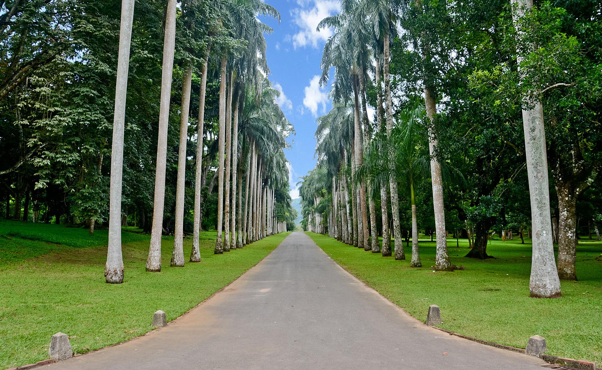 A view of the palm trees in the Royal Botanical Garden in Kandy Sri Lanka