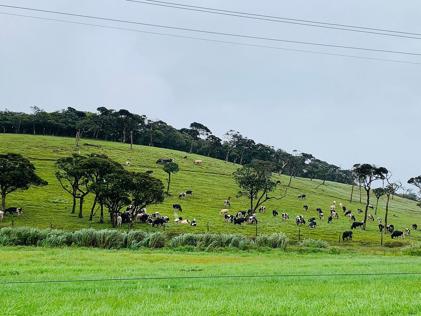 A scenic view of the Ambewela Farm gardens along with the cows