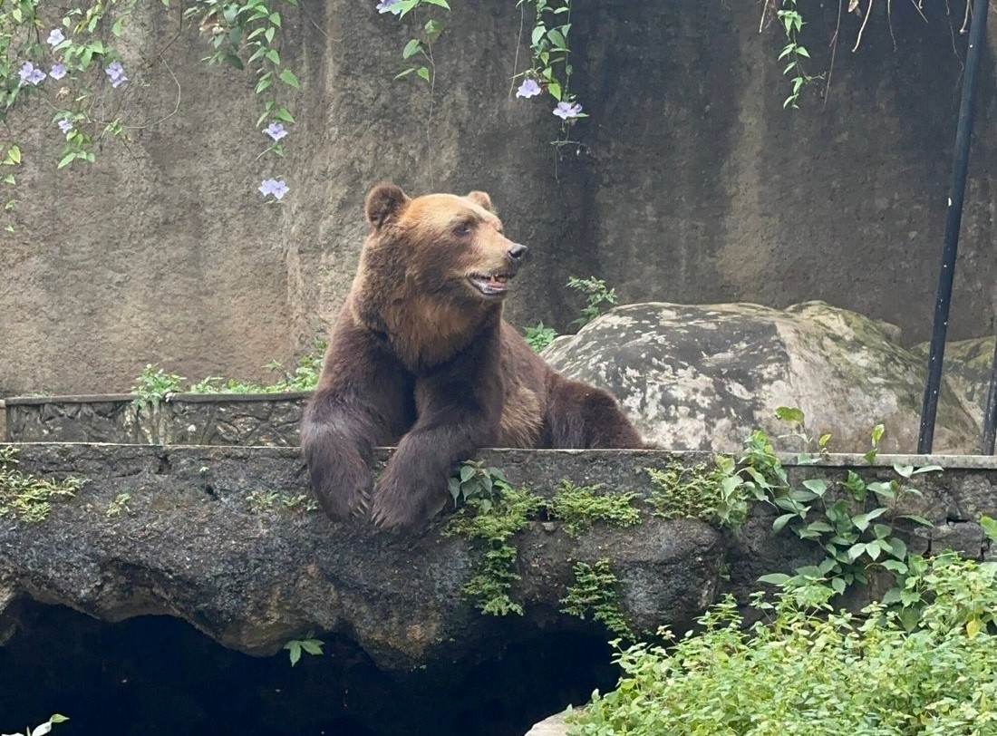 An image of a resting bear in Dehiwala Zoo Sri lanka