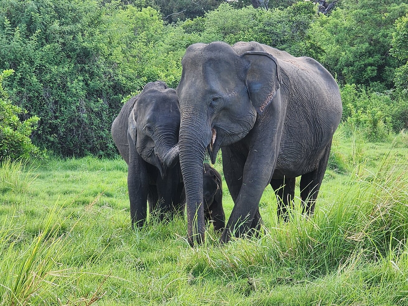 An image of a elephant horde in Minneriya National Park Sri Lanka