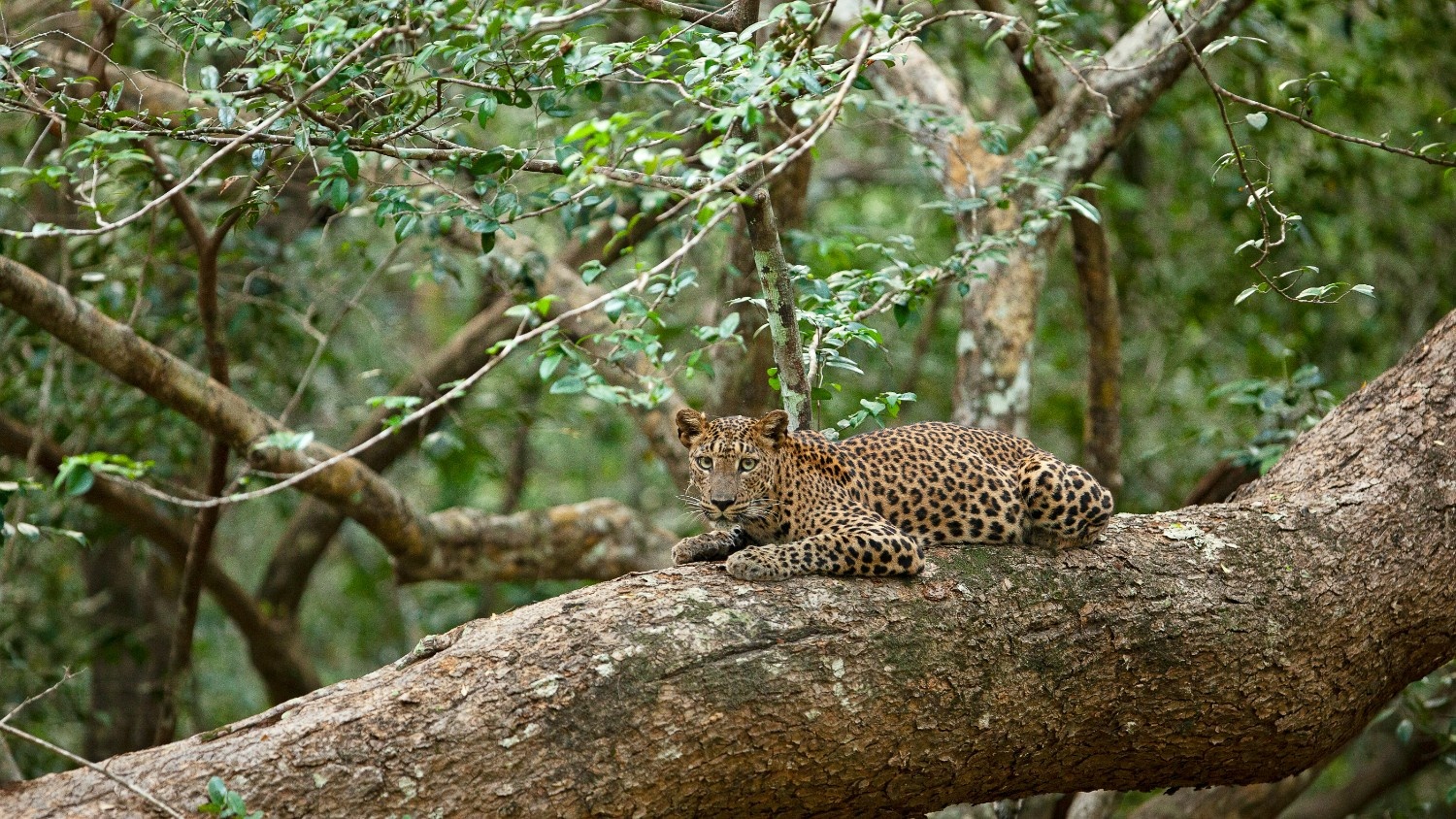 A leopard lying on top of a tree branch in Yala National Park Sri Lanka