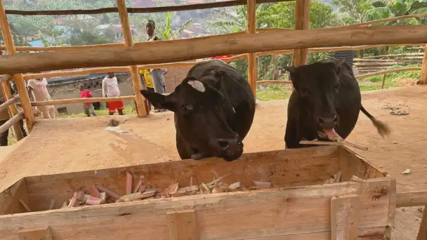Two black cows eating from a wooden feeding trough inside a pen with people and greenery in the background.