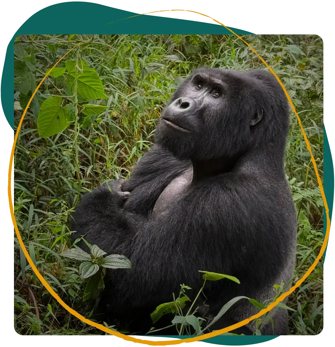 A gorilla sitting in lush green foliage, looking upward with a contemplative expression.