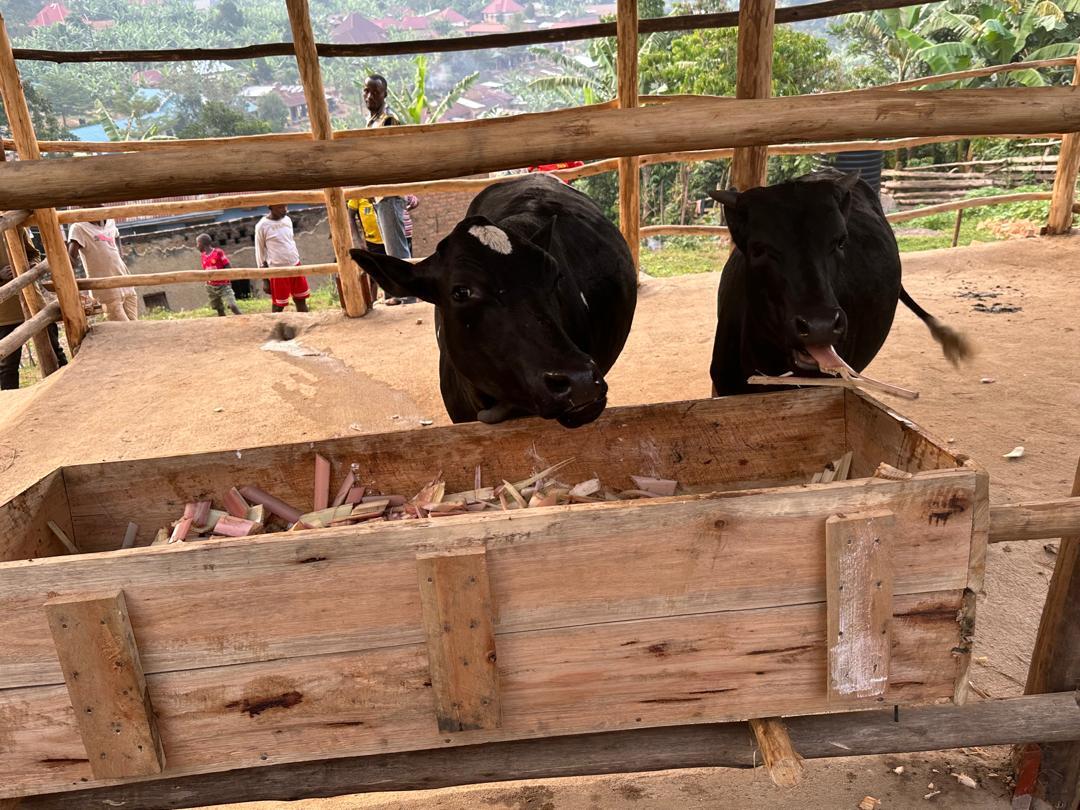Two black cows standing in a wooden pen eating from a wooden trough filled with chopped feed.