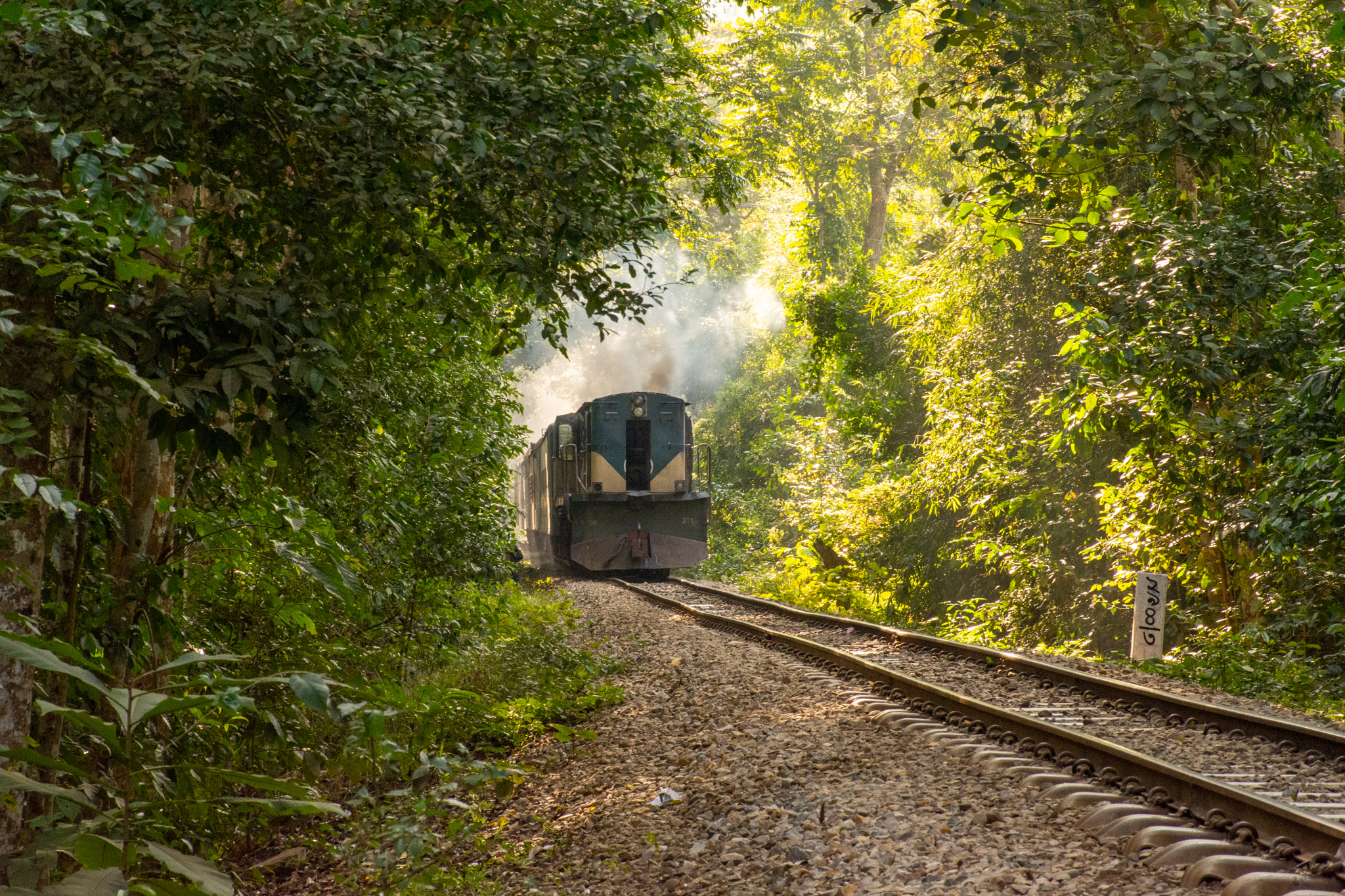 Train driving through forest.