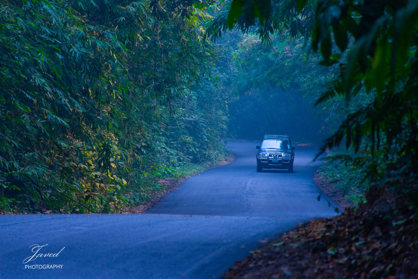 Car driving through forest.