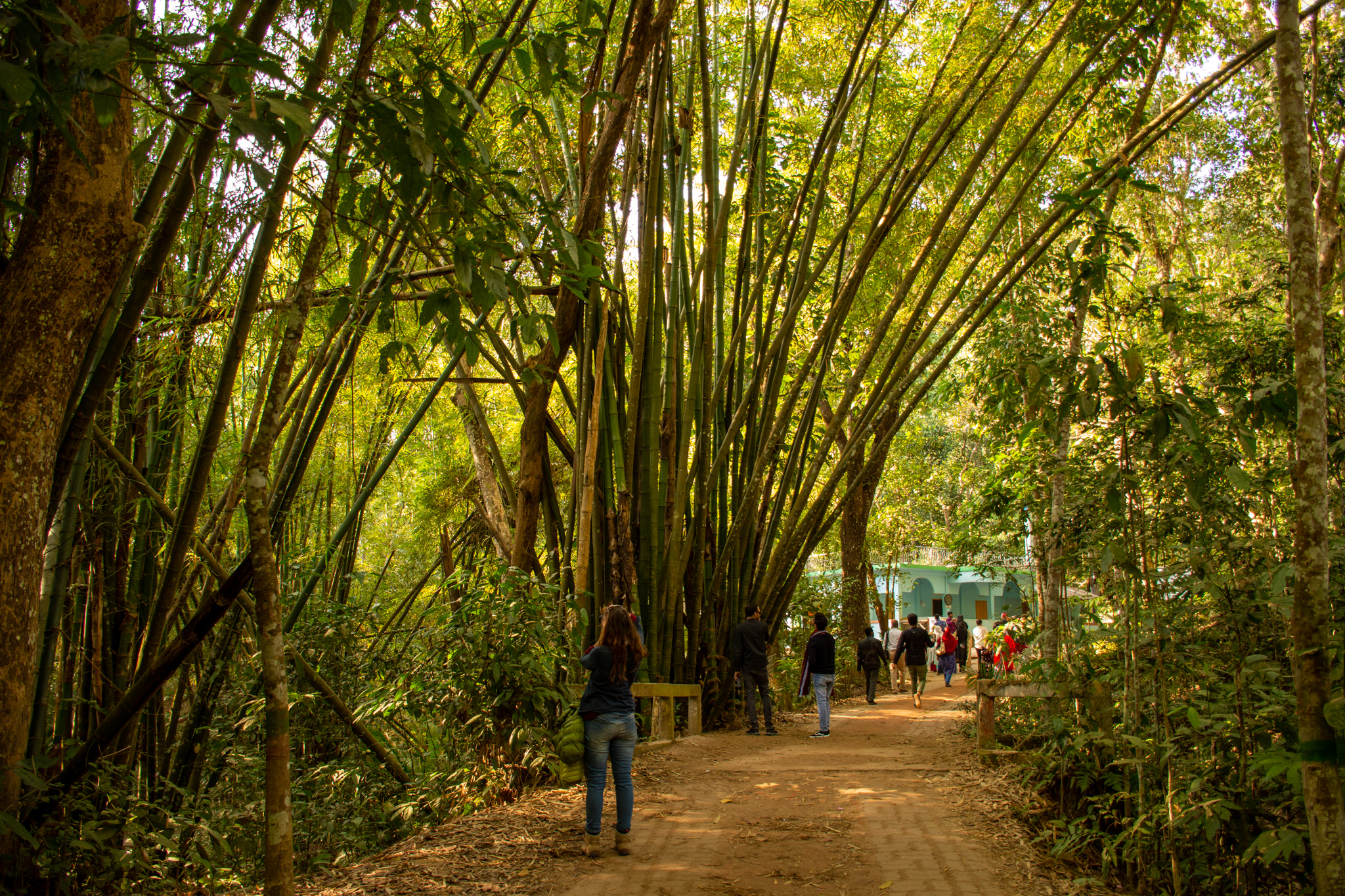 Bamboo trees in the background