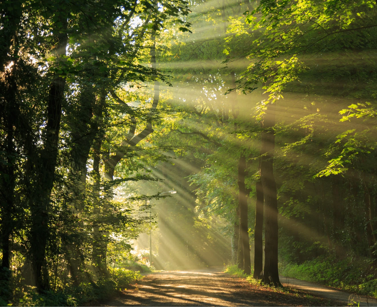 Sunlight streaming through green trees onto a forest path in the morning.