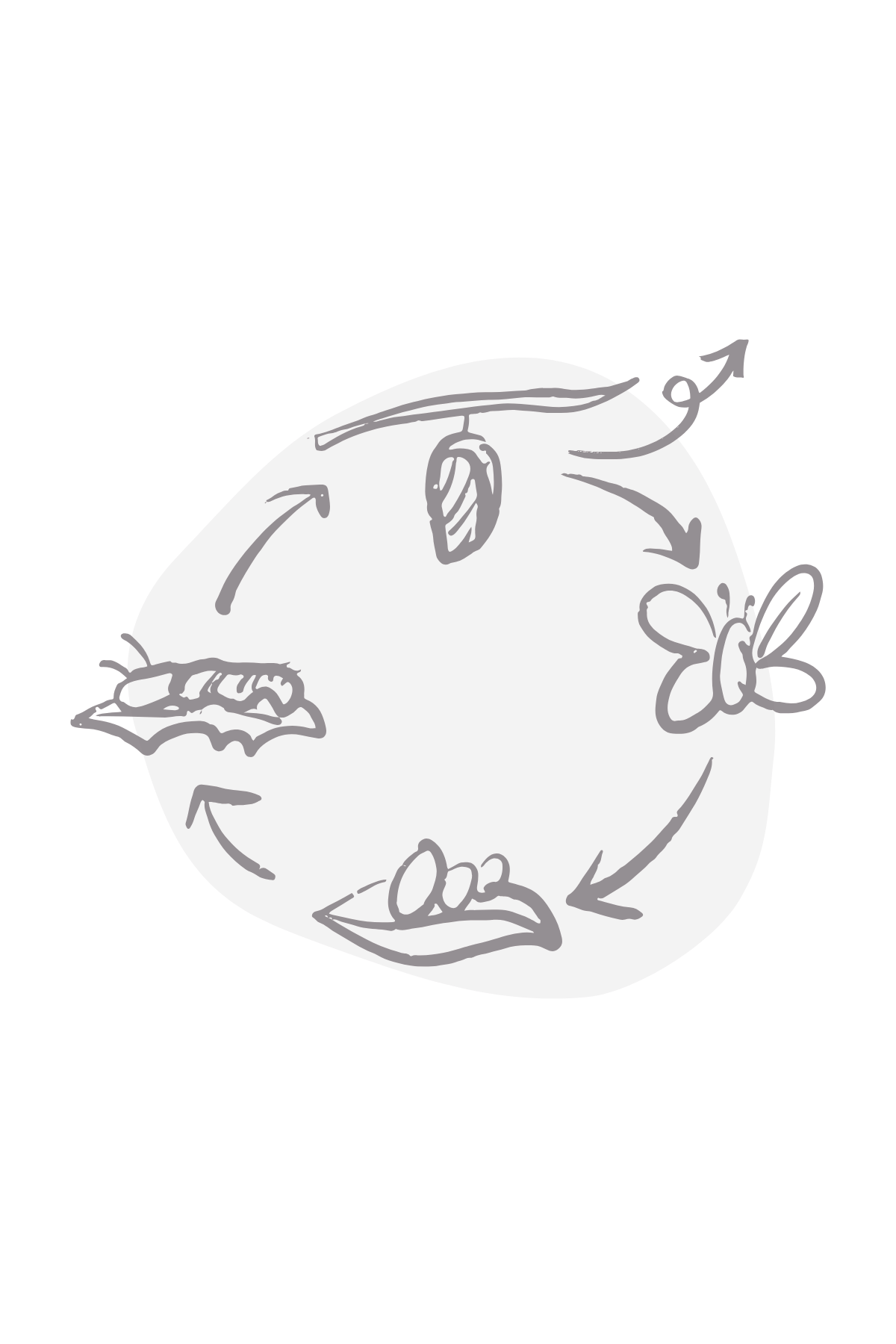 A hand drawn illustration showing the cycle of a butterfly from egg to caterpillar to cocoon and butterfly.