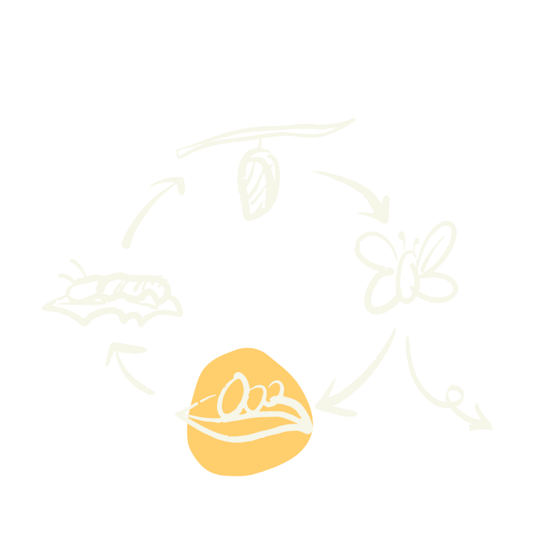 A hand drawn illustration showing the cycle of a butterfly from egg to caterpillar to cocoon and butterfly. The eggs are highlighted with a yellow background.